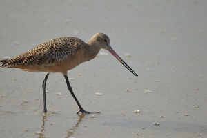 Sand Hunter