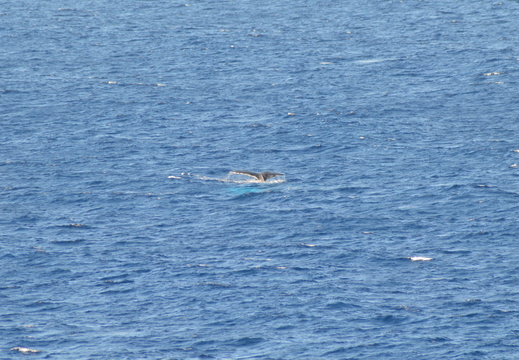 Whale Tail