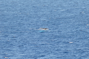 Whale Tail