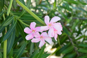 Dreamy Flowers