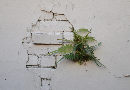 Another Plant In The Wall