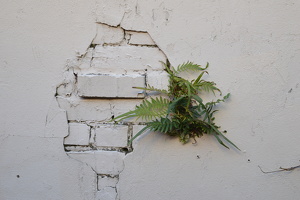 Another Plant In The Wall