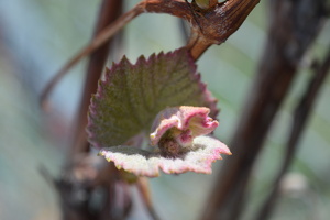 Baby Grape Leaves