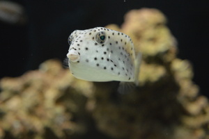 Serious Fish