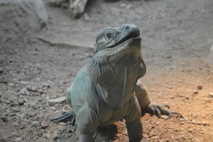 Happy Lizard