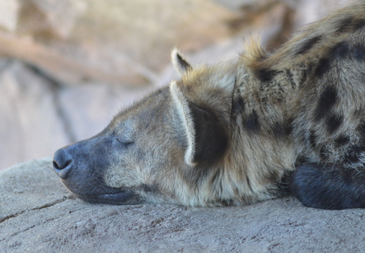 Napping Hyena