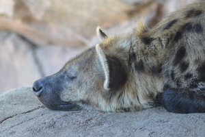 Napping Hyena