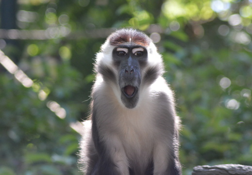 Surprised Monkey