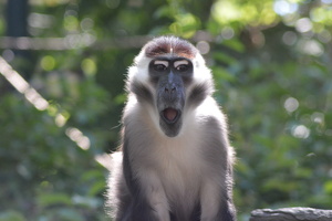 Surprised Monkey