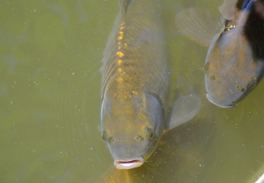 Fishy-wishy