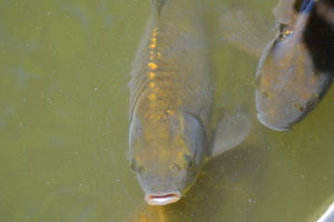 Fishy-wishy
