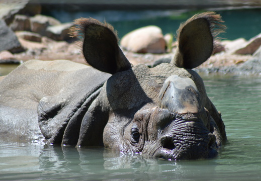 Wet Rhino