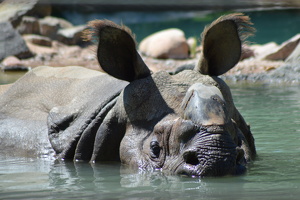 Wet Rhino