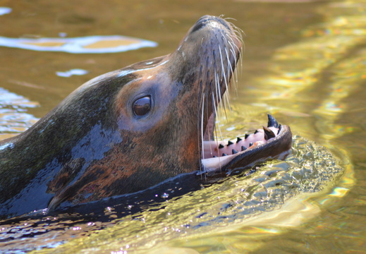 Seal Teeth