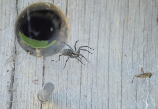 Prey