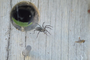 Prey
