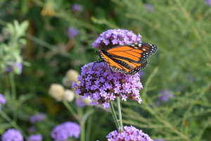 Hungry Butterfly