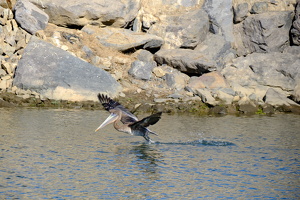 Pelican Takeoff