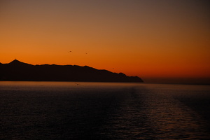Evening Birds of Avalon