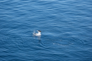Breaching Seal 02