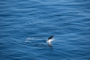 Breaching Seal 01