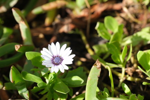 Subtle Petals