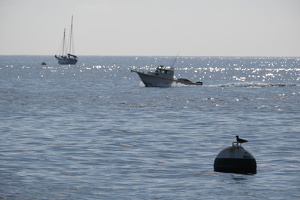 Feathered Bouy