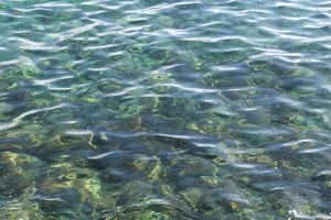 Crystal Clear Water of Avalon