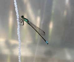 Forktail Damselfly