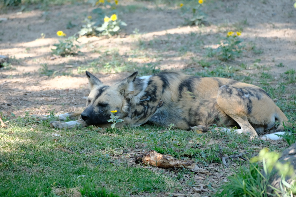 DSCF0350.JPG