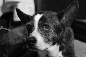Sparky