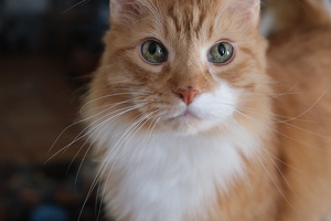 Hobbes