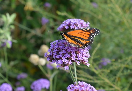 Hungry Butterfly