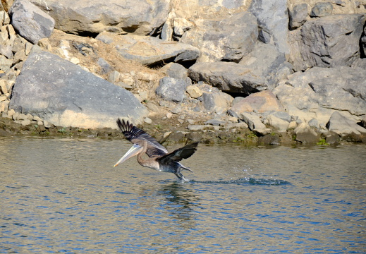 Pelican Takeoff