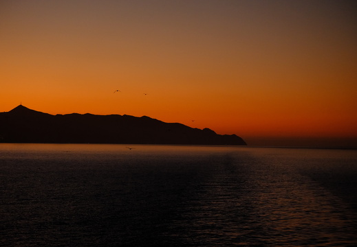 Evening Birds of Avalon