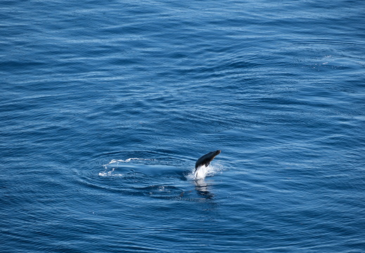 Breaching Seal 01