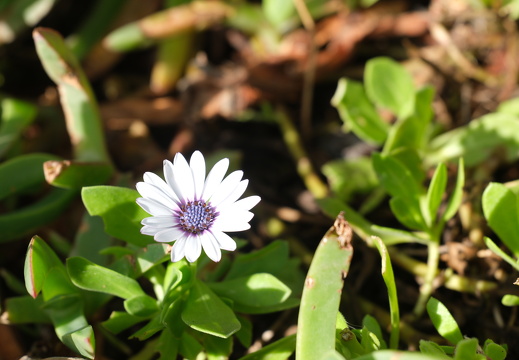 Subtle Petals