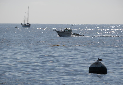 Feathered Bouy