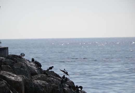 Rocky Landing