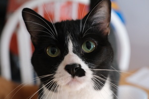 Oreo's Cute Face