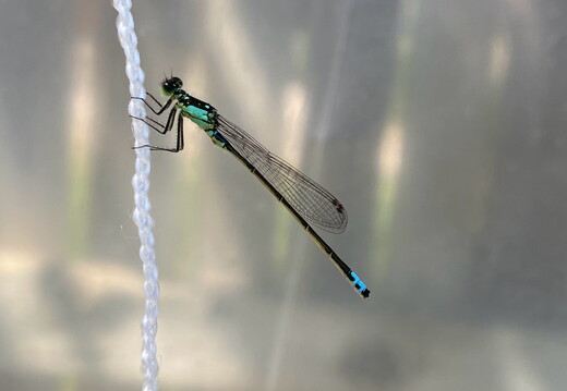 Forktail Damselfly