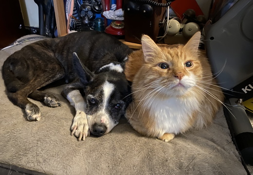 Sparky and Hobbes BFF 4eva