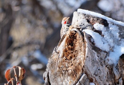 Northern Flicker