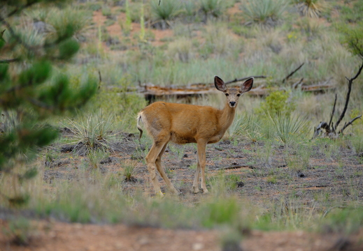 Young Muley