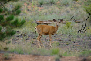 Young Muley
