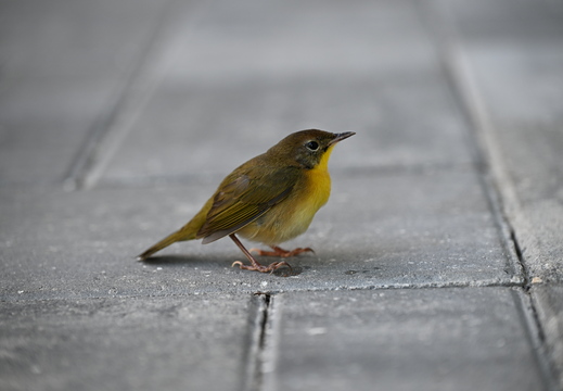 Glorious Common Yellowthroat