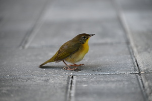 Glorious Common Yellowthroat