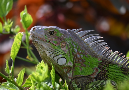 Iguana Face