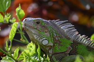 Iguana Face