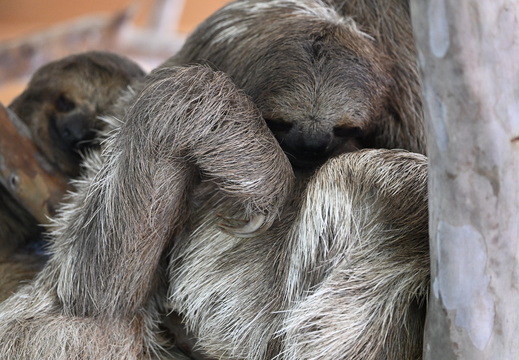 Cuddling Sloths